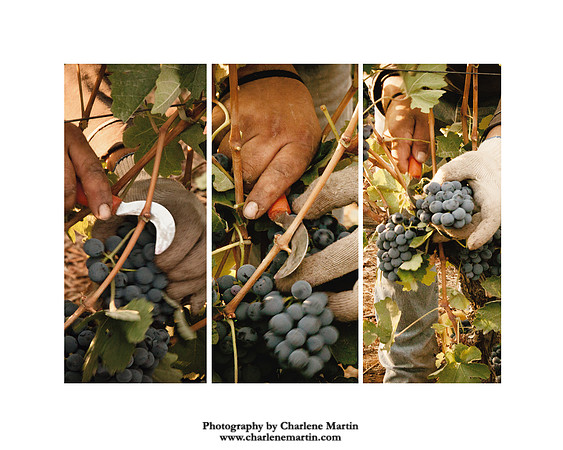 Cutting the Grapes