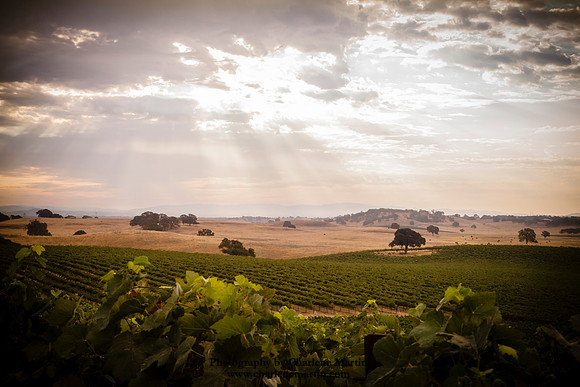 Vineyard Vista