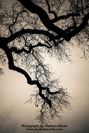 Oak Limb