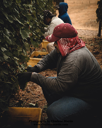 Harvest