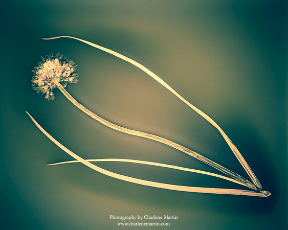 Chives in Repose