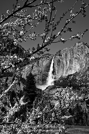 Yosemite Spring