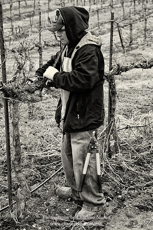 Pruning 4