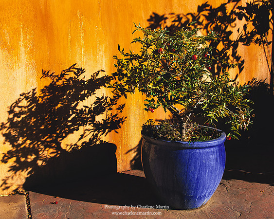 _MG_4320-Edit