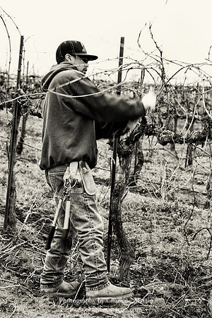 Pruning 5
