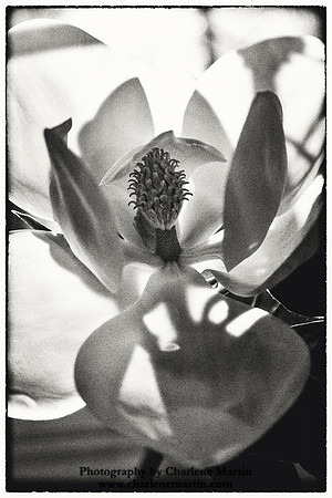 Magnolia